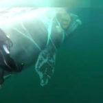 Chile: The wheel caught in the net was released