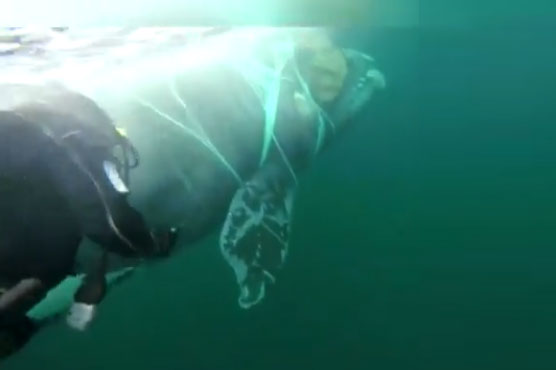Chile: The wheel caught in the net was released