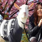 9 years old lady with a goat