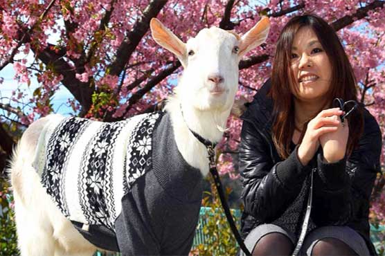 9 years old lady with a goat
