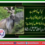 Markhor the national animal of Pakistan
