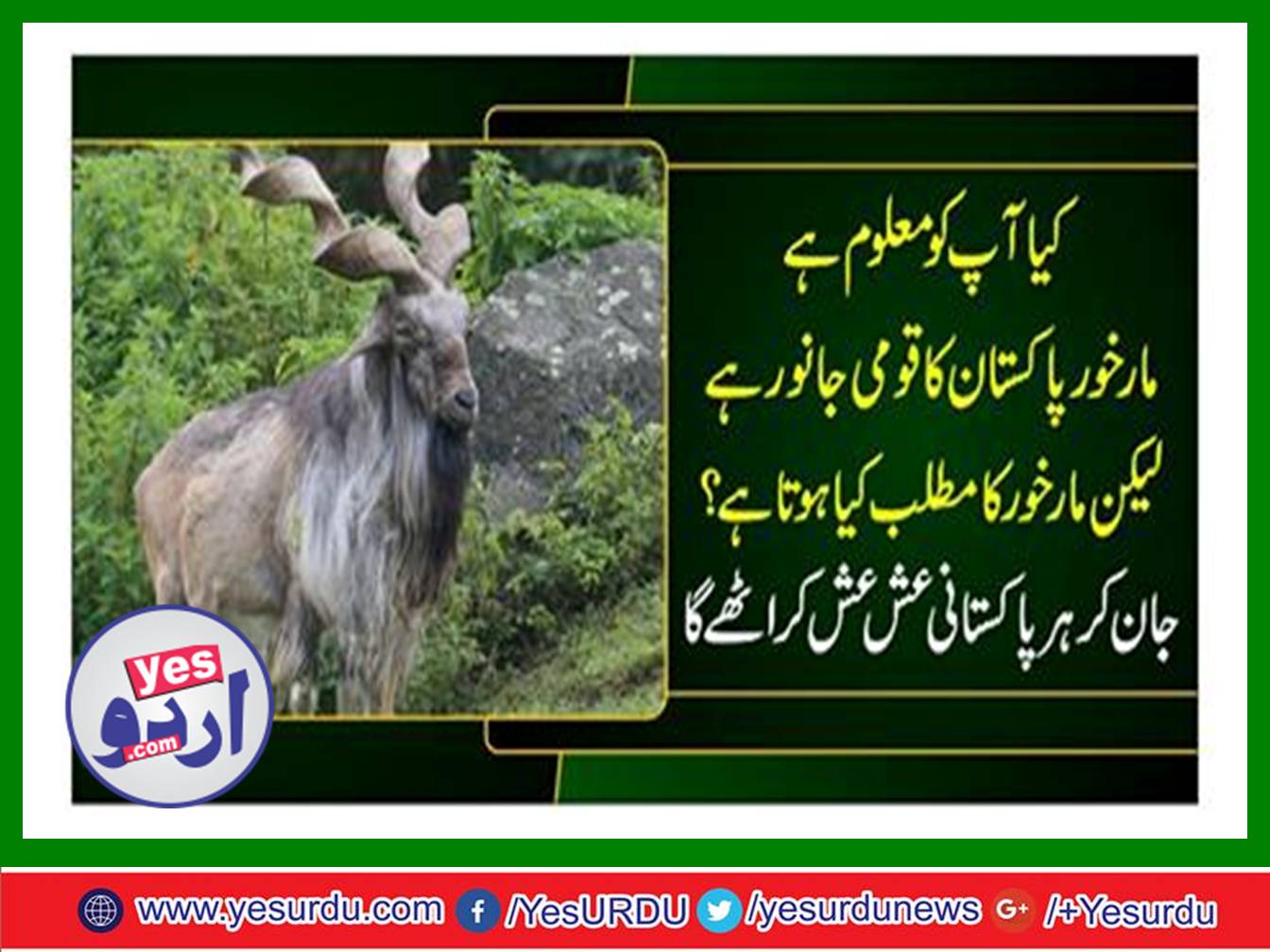 Markhor the national animal of Pakistan