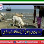 The island where Pakistani are feeding to dogs