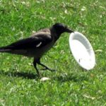 Trained crow envoy on park cleaning in France