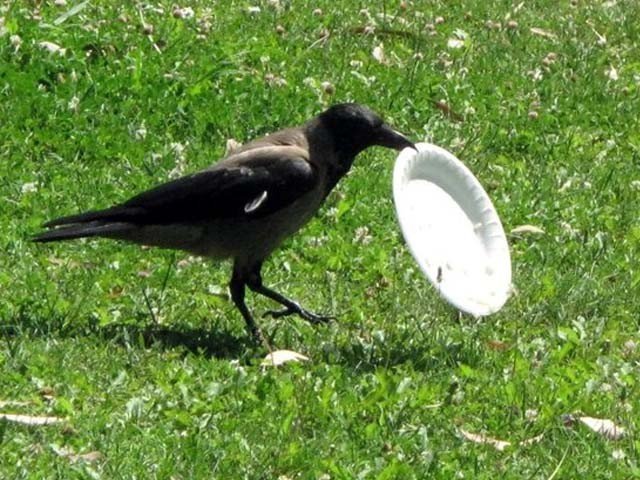 Trained crow envoy on park cleaning in France