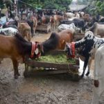 The buyers wait for the buyers in the city's livestock market