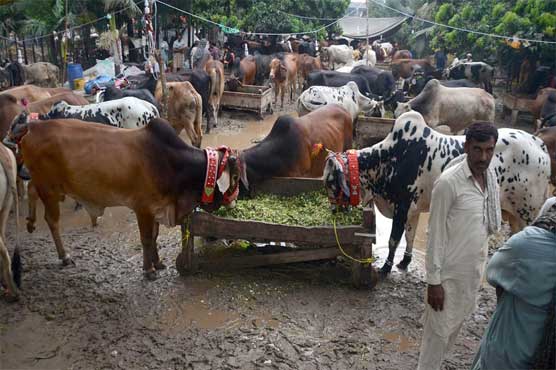 The buyers wait for the buyers in the city's livestock market