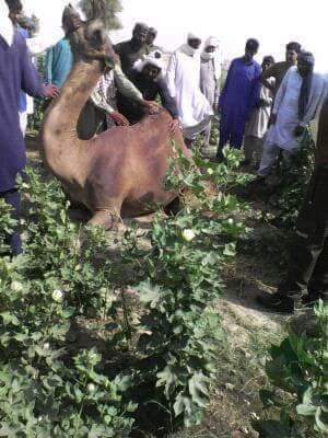 Alas, cruel, rich, man, torn, legs, of, camel, on, spoiling, crop, in, Chaulistan 