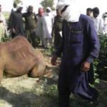 Alas, cruel, rich, man, torn, legs, of, camel, on, spoiling, crop, in, Chaulistan