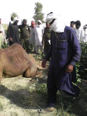 Alas, cruel, rich, man, torn, legs, of, camel, on, spoiling, crop, in, Chaulistan 