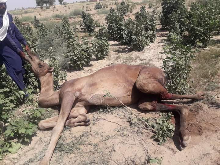Alas, cruel, rich, man, torn, legs, of, camel, on, spoiling, crop, in, Chaulistan 