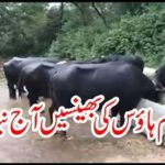 Prime Minister's house will be auctioned today