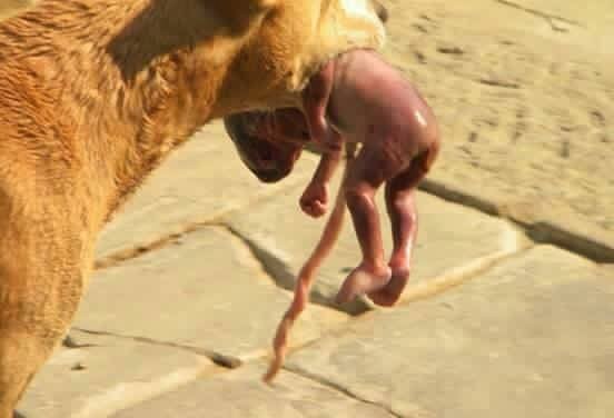 Hungry,Dog,Grabbed,A,Newborn,And,Did,Something,Amazing