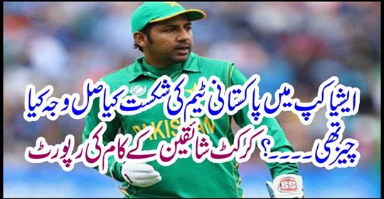 Job report of cricket fans