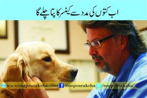 Now the dogs will find a diagnosis of cancer