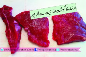 Camel nutritious