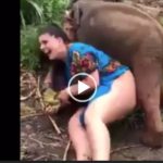 Fat women, playing, with, elephant