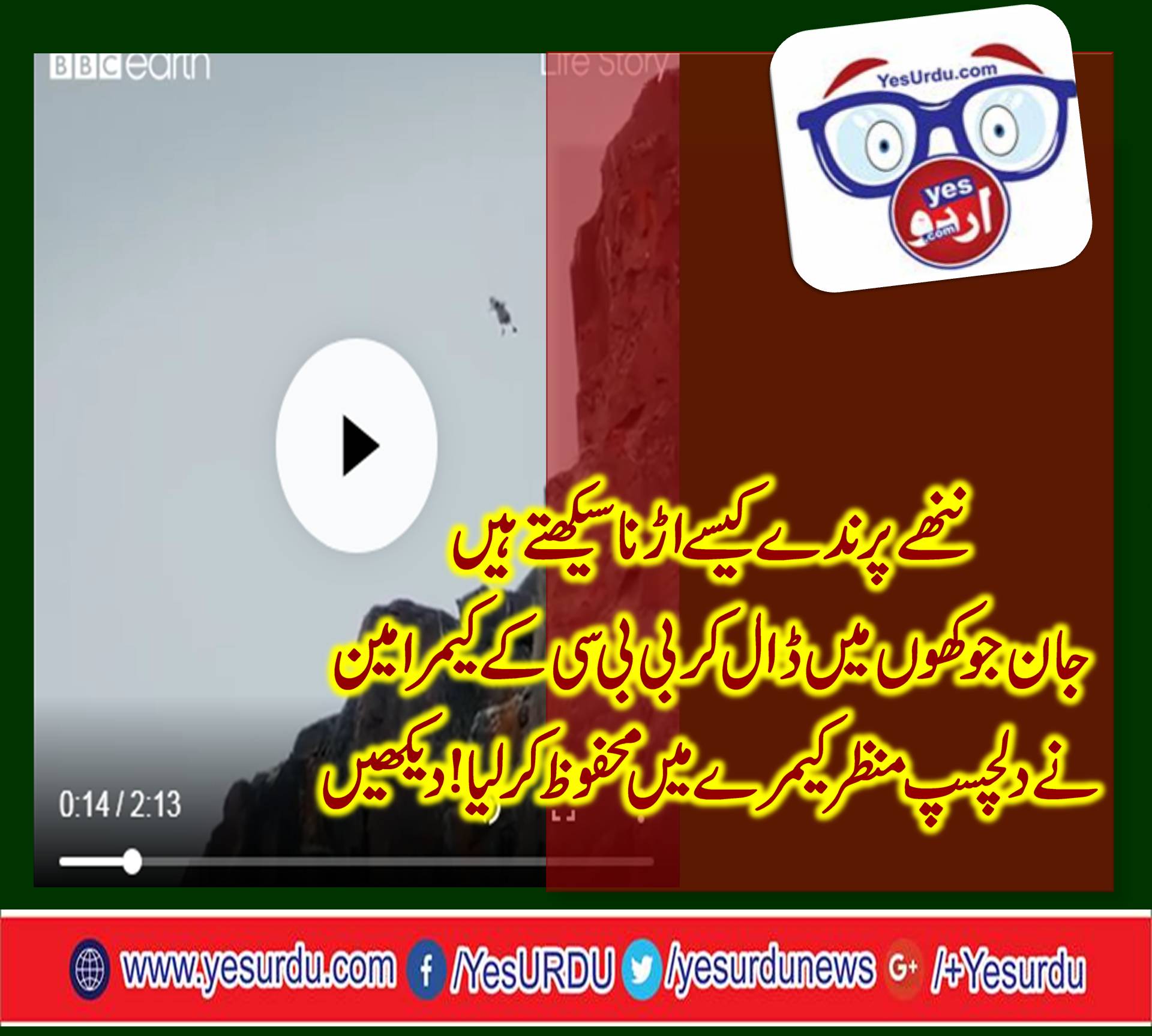 watch, how, bbc, camera man, saves, footage,of, first, flight, by, a, seagull