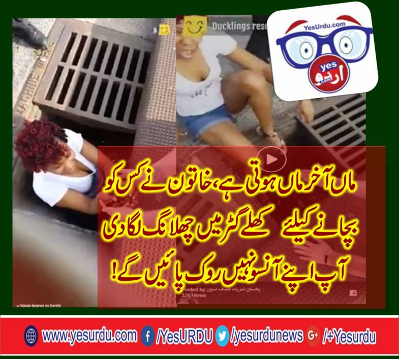 Woman saves the little ducks