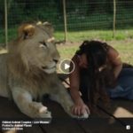 This woman has integrated herself into a group of four lions CLICK HERE TO WATCH VIDEO