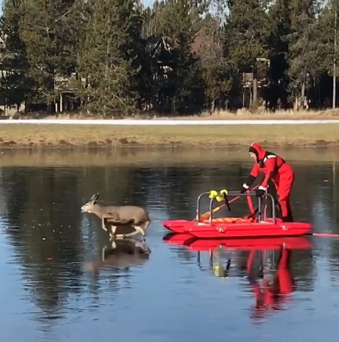 Man,, you, have, my, respect I, think, every, animal, look, back, before, they, leave,, is, that, a, way, to, thanks