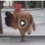 How boys walk after doing one week work out at gym   CLICK HERE TO WATCH VIDEO