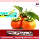 Japanese fruit benefits