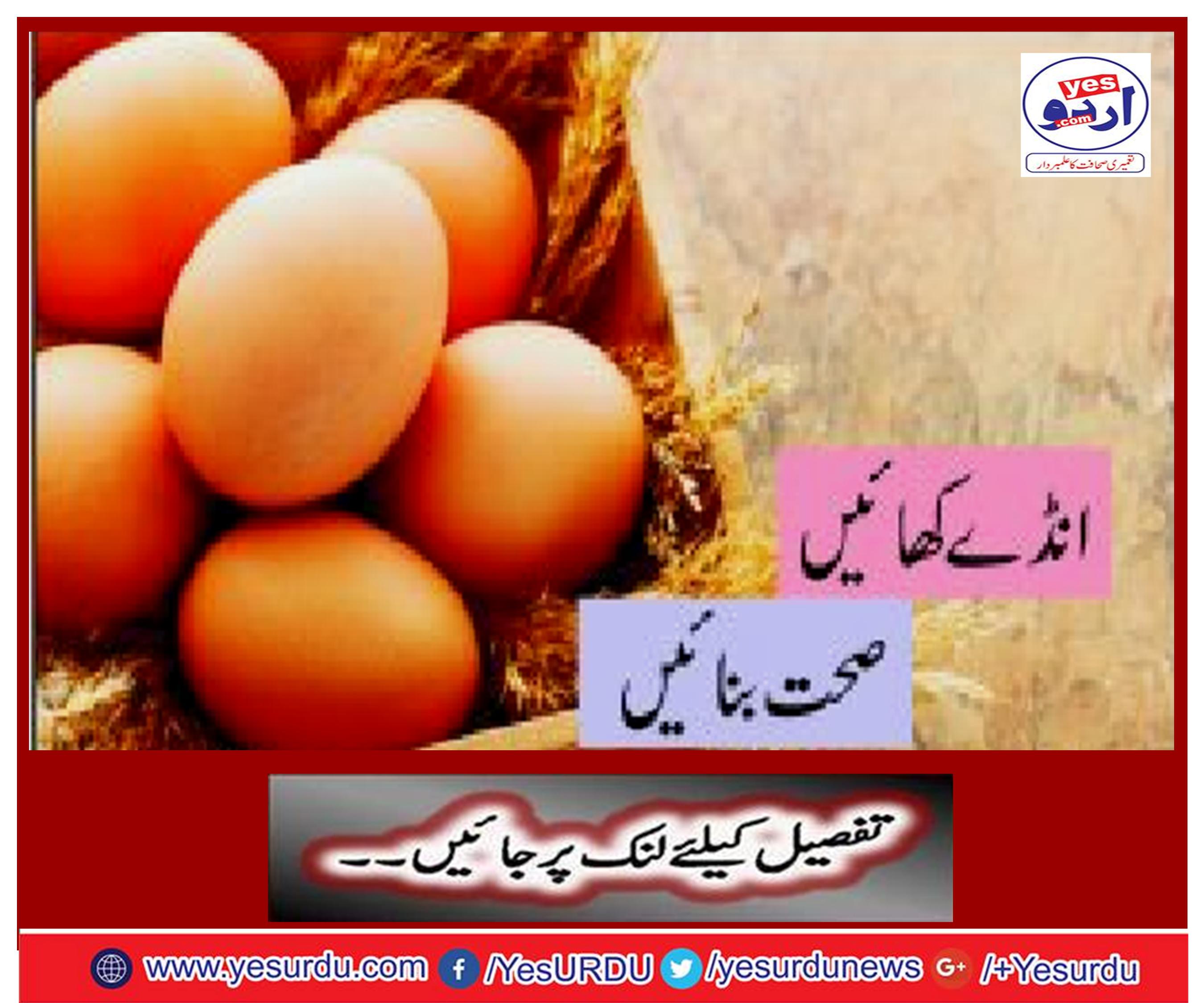 Eat Eggs Health