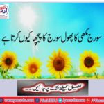 Why the Miscellaneous Flowers Flush the Sun