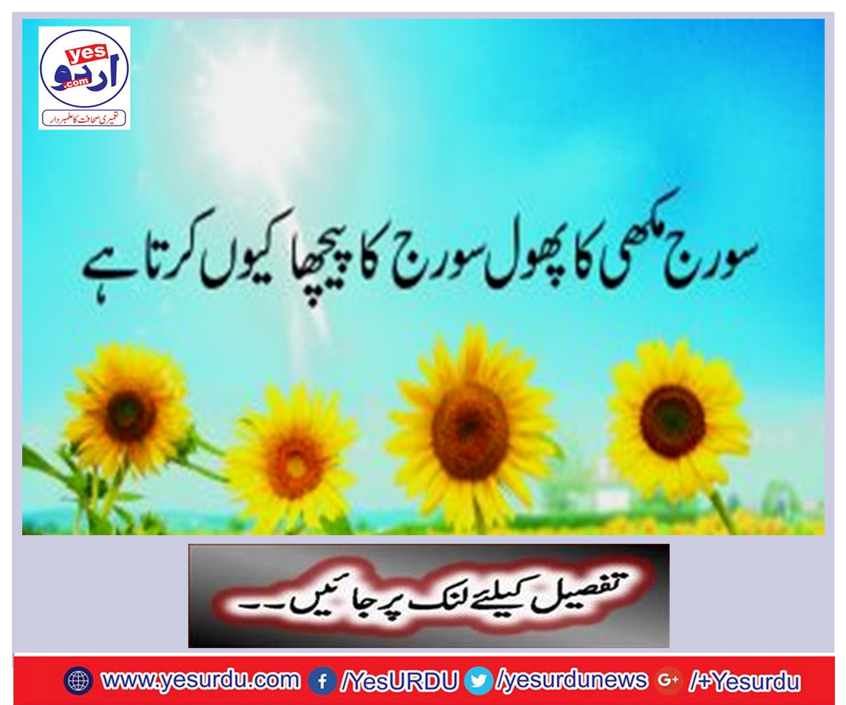 Why the Miscellaneous Flowers Flush the Sun