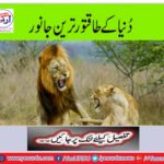 The world's powerful animals