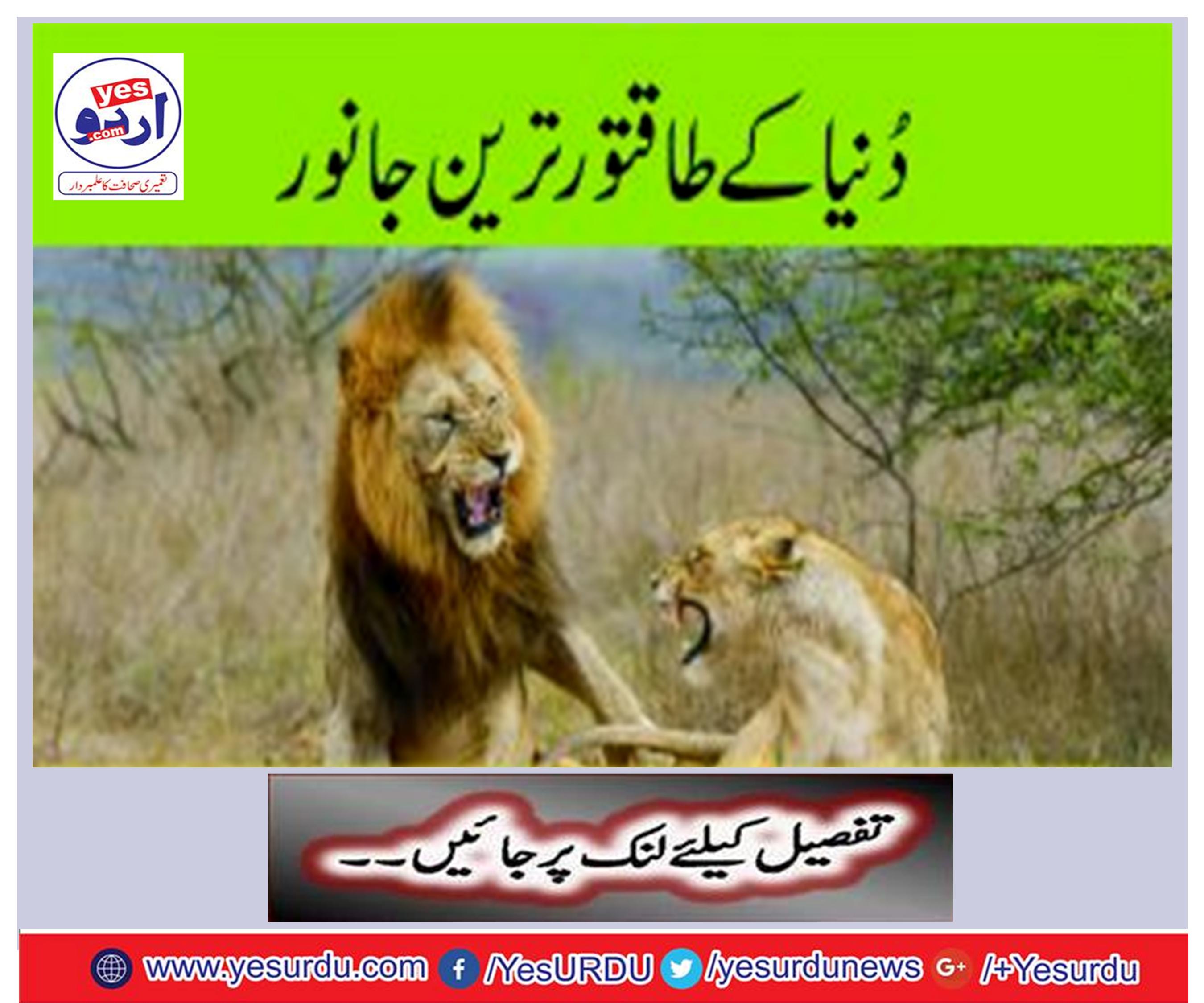 The world's powerful animals