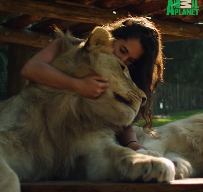 This woman has integrated herself into a group of four lions CLICK HERE TO WATCH VIDEO