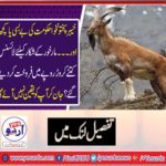 KPK, GOVT, FAILS, TO, STOP, ILLEGAL, HUNTING, OF, MARKHOR