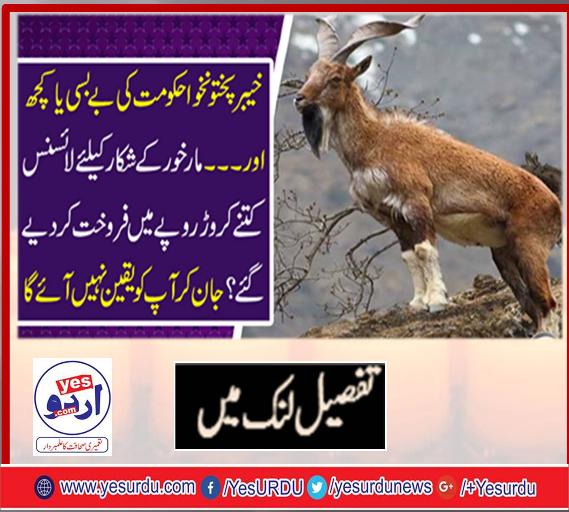 KPK, GOVT, FAILS, TO, STOP, ILLEGAL, HUNTING, OF, MARKHOR