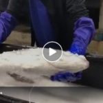 japan-technology-freezing-a-newly-catched-fish-and-the-putting-them-back-alive-freshness-best