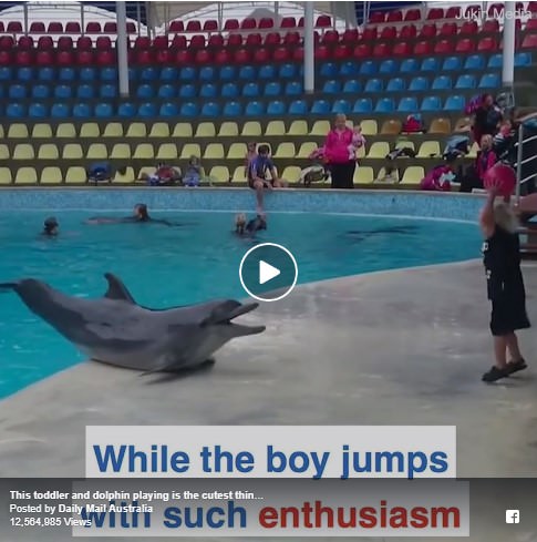 #This toddler and dolphin playing is the cutest thing ever!