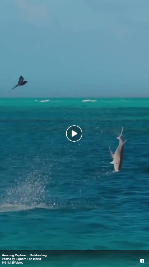 Amazing Capture ...Outstanding.