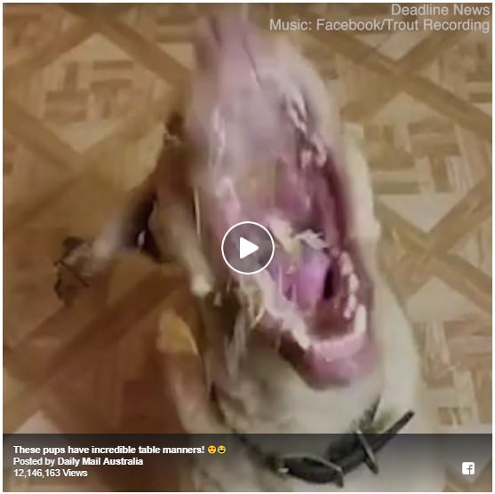 These pups have incredible table manners!