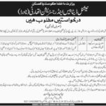 NADRA Jobs 2019 for 31+ Junior Executives (18 Sindh Districts/Tehsils) – Part 9