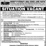 UVAS University Jobs 2019 for 19+ IT & Teaching Faculty Posts