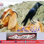 Tips for the goat