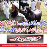 The auction of Prime Minister's House, how much the buffalo actually spent and how much the purchase was spent?