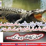 the-scientist-got-16-feet-long-but-the crocodial went-to-feed-but-then-what-happened-to-him