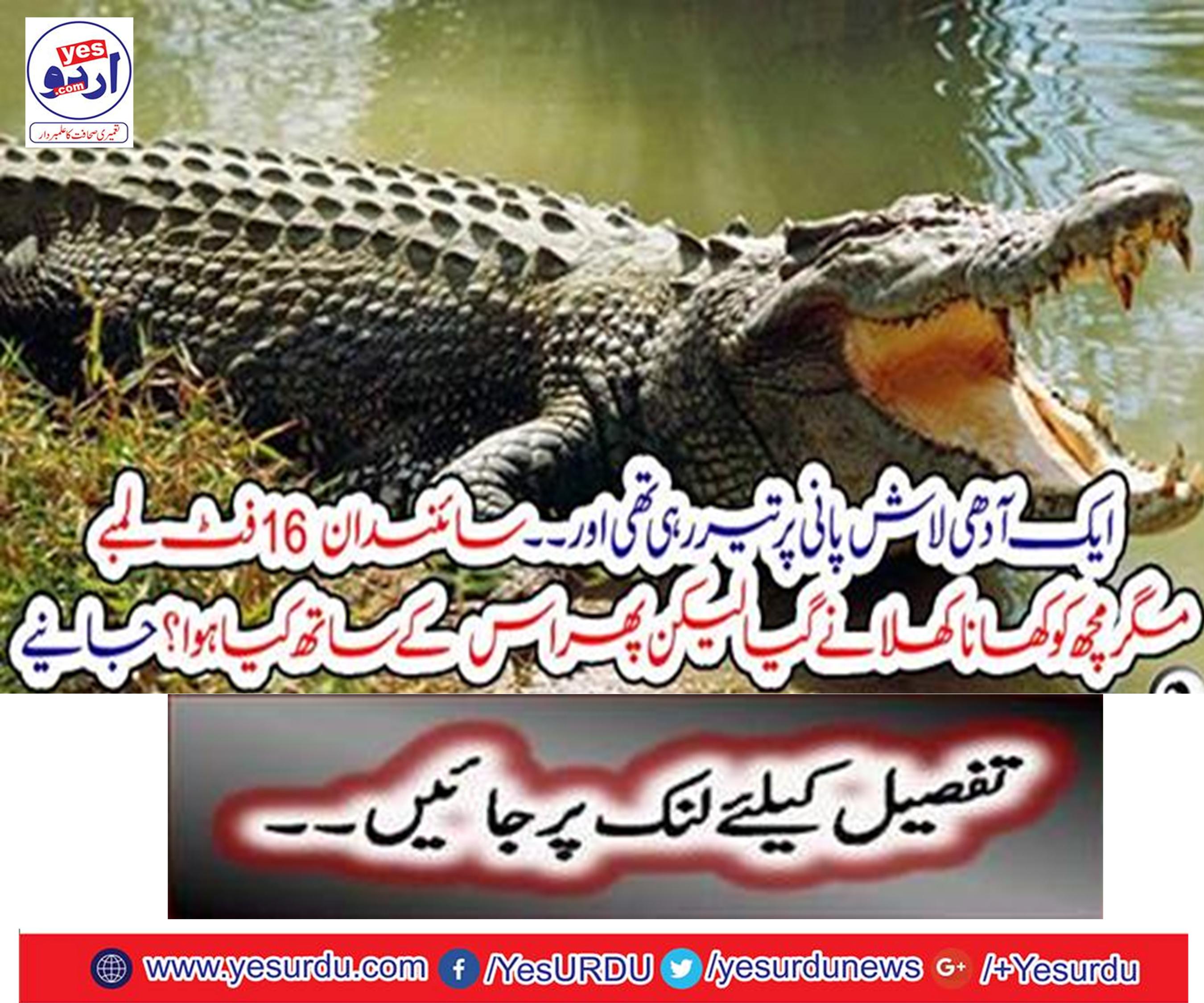 the-scientist-got-16-feet-long-but-the crocodial went-to-feed-but-then-what-happened-to-him