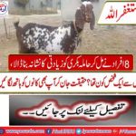 8 people targeted abusive goats together