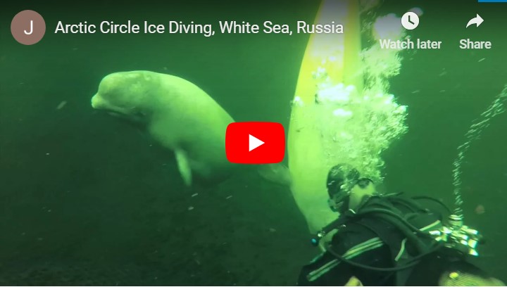 Diving in White Sea. Russia