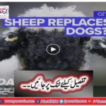 Sheep is the best pet