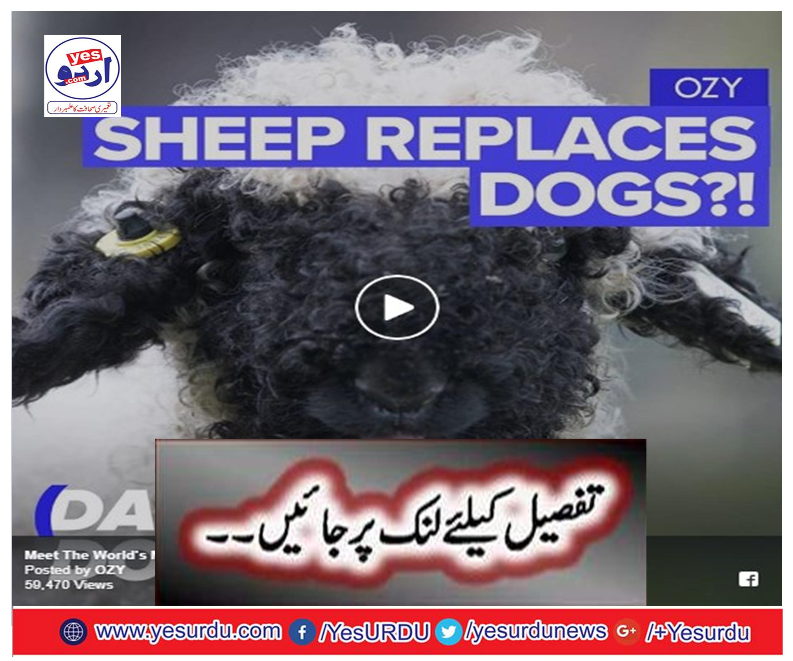 Sheep is the best pet