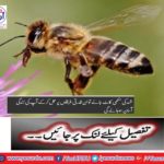 If you have a bee, you will be able to make it easier for you to follow these natural methods